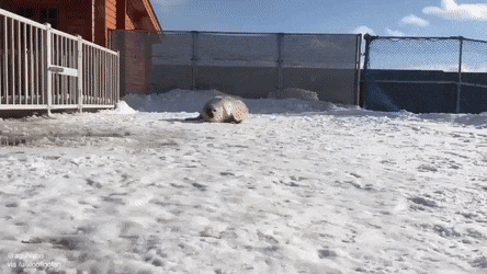 A seal approaches the camera and rolls over to wave
