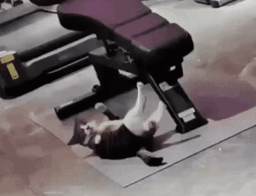 a cat licking itself at a gym