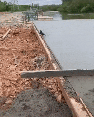 A pigeon walks across wet cement leaving foot prints