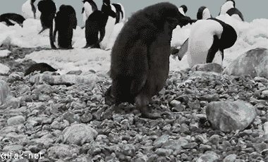 A baby penguin trips over a rock and shakes it's head getting up