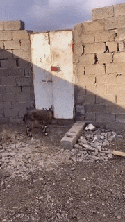 A goat effortlessly climbs a wall