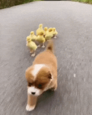 A puppy running with baby ducks