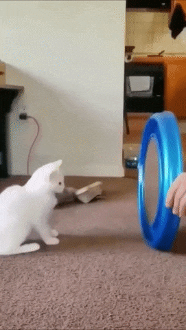 A cat tries to watch a spinning ball