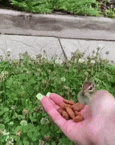 A squirrel tastes almonds and remembers their childhood.