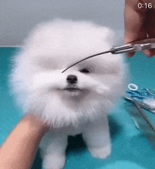 A dog gets a haircut